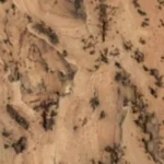 foresta-virgen-decorativo